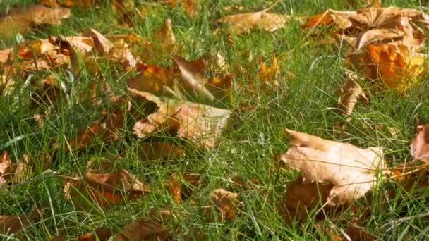 Rood Geel Oranje Herfstblad Groen Gras Helder Contrasterend Boomblad Swingend — Stockvideo