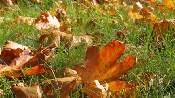 Rot Gelb Orange Herbstblätter Auf Grünem Gras Helle Kontrastreiche Baumblätter — Stockvideo