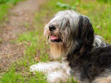 Polonya Lowland Sheepdog 'u yeşil çimlerde oturuyor ve pembe dil gösteriyor. Buruna seçici odaklanma. Şirin, büyük, siyah beyaz, tüylü, kalın yün kaplı bir köpeğin portresi. Komik evcil hayvanlar.