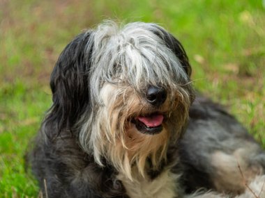 Polonya Lowland Sheepdog 'u yeşil çimlerde oturuyor ve pembe dil gösteriyor. Buruna seçici odaklanma. Şirin, büyük, siyah beyaz, tüylü, kalın yün kaplı bir köpeğin portresi. Komik evcil hayvanlar.