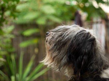 Polonya Lowland Sheepdog 'u ahşap bankta oturuyor ve pembe dil gösteriyor. Buruna seçici odaklanma. Şirin, büyük, siyah beyaz, tüylü, kalın yün kaplı bir köpeğin portresi. Komik evcil hayvanlar.