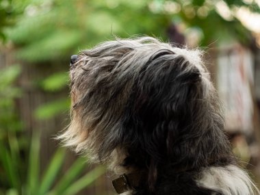 Polonya Lowland Sheepdog 'u ahşap bankta oturuyor ve pembe dil gösteriyor. Buruna seçici odaklanma. Şirin, büyük, siyah beyaz, tüylü, kalın yün kaplı bir köpeğin portresi. Komik evcil hayvanlar.