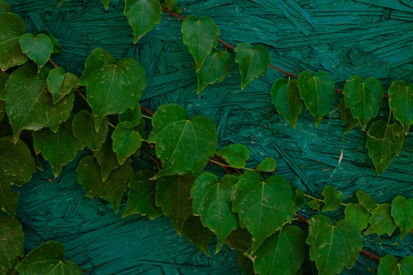 Natuurlijke Groene Klimop Bladeren Turquoise Geschilderde Houten Muur Achtergrond Creatief — Stockfoto