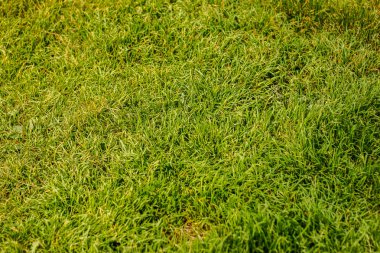 düz yeşil çim ipeksi çimen