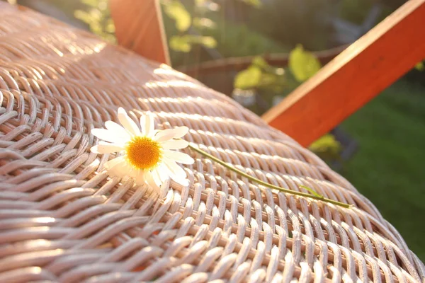 Sparkling Chamomile Field Illuminated Summer Sun Lies Wicker Table — Stock Photo, Image