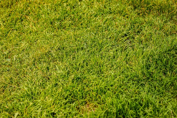 düz yeşil çim ipeksi çimen