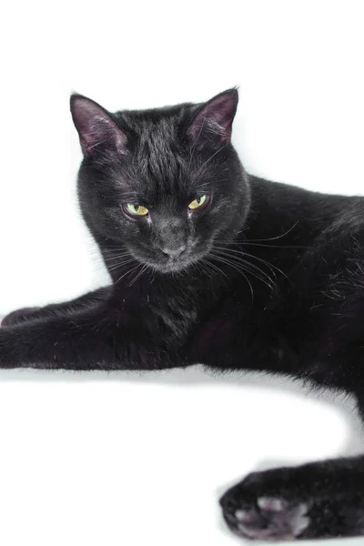 Gato Negro Sobre Fondo Blanco —  Fotos de Stock