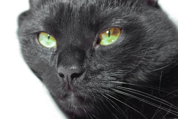 Gatto Nero Sfondo Bianco — Foto Stock