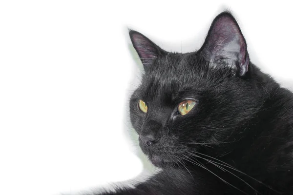 Gatto Nero Sfondo Bianco — Foto Stock