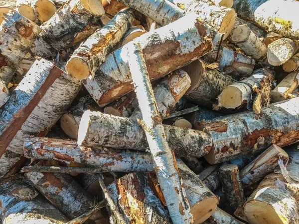 Freshly Sawn Logging Juicy White Russian Birch Lies Stack Sawing — Stock Photo, Image