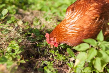 tavuk, civciv, yumurta, çiftlik, köy, kırsal, gdo, ev yapımı, gaga, kuş, tarla, kahvaltı, gıda, kanatlar, temiz, doğal, doğa, çırpılmış yumurta, hayvan, evcil, horoz, çimen, kırmızı, tarım, tüy, yeşil, kahverengi, ücretsiz, göz, organik, et, çiftlik