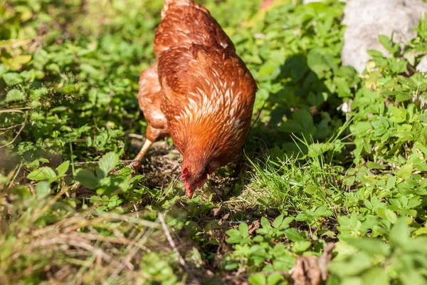 tavuk, civciv, yumurta, çiftlik, köy, kırsal, gdo, ev yapımı, gaga, kuş, tarla, kahvaltı, gıda, kanatlar, temiz, doğal, doğa, çırpılmış yumurta, hayvan, evcil, horoz, çimen, kırmızı, tarım, tüy, yeşil, kahverengi, ücretsiz, göz, organik, et, çiftlik