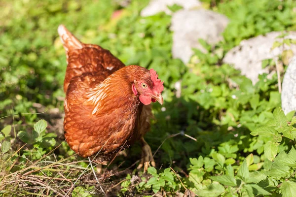 tavuk, civciv, yumurta, çiftlik, köy, kırsal, gdo, ev yapımı, gaga, kuş, tarla, kahvaltı, gıda, kanatlar, temiz, doğal, doğa, çırpılmış yumurta, hayvan, evcil, horoz, çimen, kırmızı, tarım, tüy, yeşil, kahverengi, ücretsiz, göz, organik, et, çiftlik