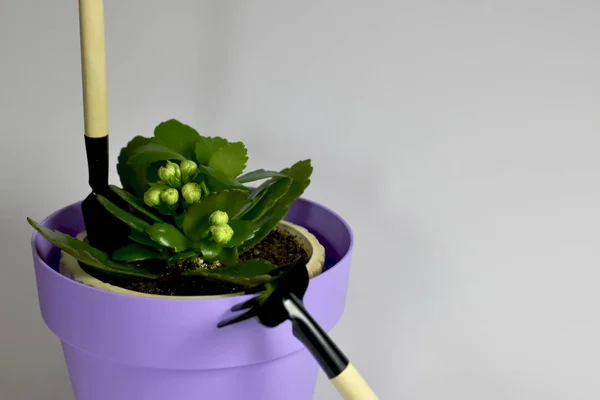 Kalanchoe decorativo em um vaso de plantas e fragmentos de equipamento para o seu cuidado em um fundo leve à esquerda. Colher preso no chão, e ancinho na borda do pote . — Fotografia de Stock