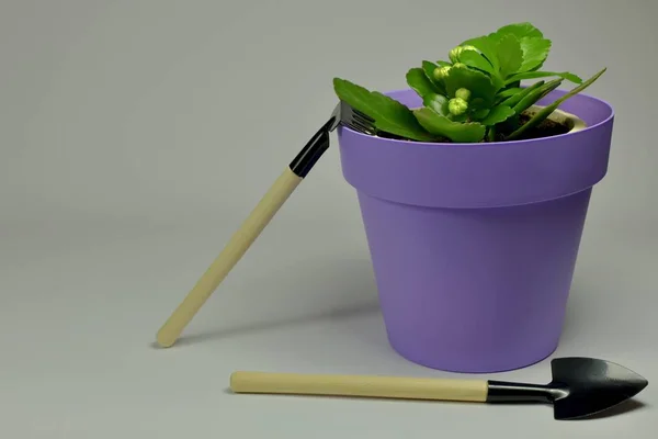 Houseplant and care products on a light background on the right. The rake is leaned on and the scoop next to it lies. — Stock Photo, Image