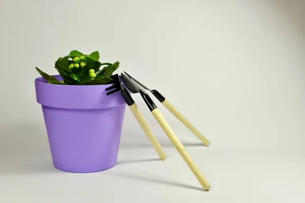 Houseplant and care equipment on a light background on the left. — Stock Image Houseplant and care equipment on a light background on the left. Stock Picture