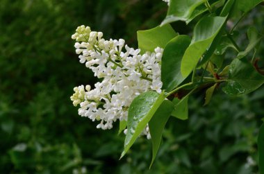 Yağmur sonra beyaz Lila bir şube.