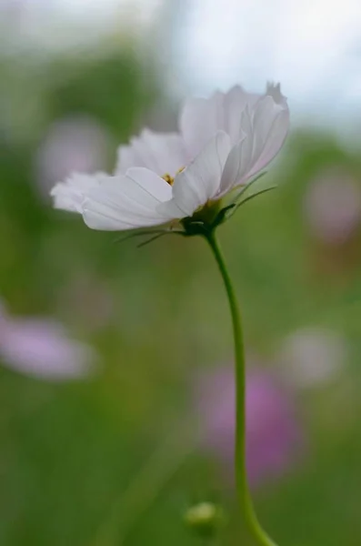 Šeříková květina v zahradě. — Stock fotografie