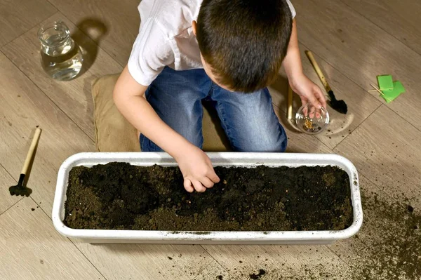 The child sows cilantro seeds into the ground in one hand.