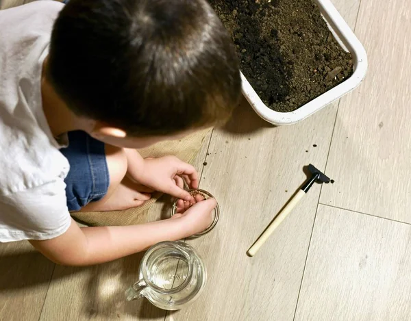 A child near the pots of earth, jug and rake takes cilantro seeds from a cup in his palm. — Stock Photo, Image
