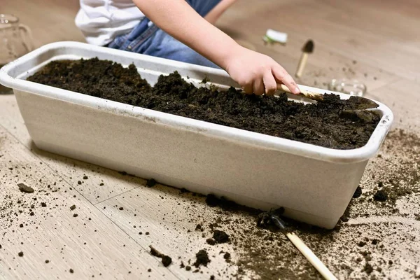 A criança adormece as sementes com a terra, usando uma pá . — Fotografia de Stock