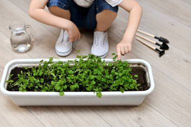 Bir çocuğun eli bir Bahçe saksıları kişniş yeşil işaret.