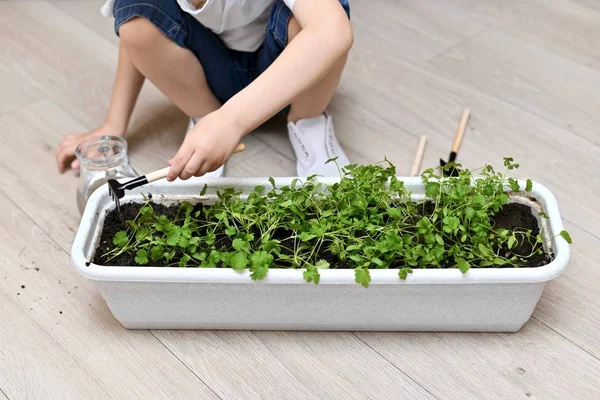 The child rakes caring for the harvest of greenery. — Stock Photo, Image