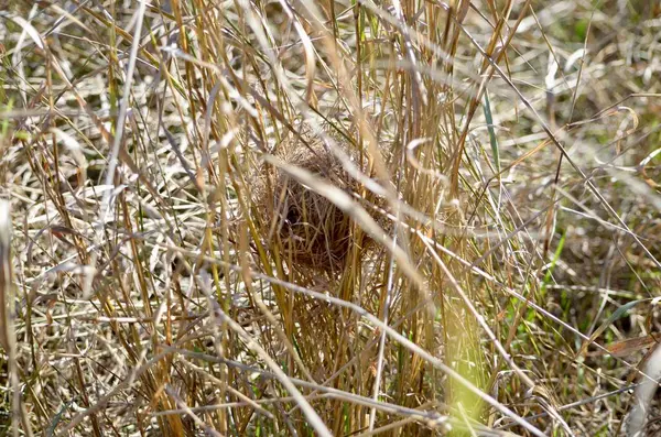 Field mouse nest in the grass.