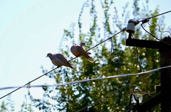 Deux oiseaux sur les lignes électriques aériennes . — Photo