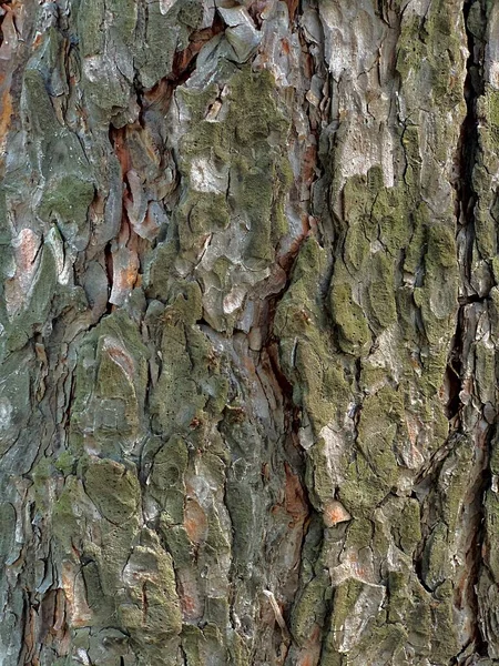 Die Rinde ist ein holziger Kiefer, strukturierter Hintergrund. — Stockfoto