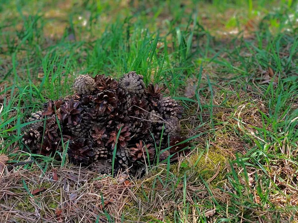 Слайд из сложенных сосновых шишек, оставленный на траве . — стоковое фото