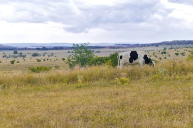 Siyah ve beyaz benekli bir inek doğal bir manzaranın arka planında otluyor..