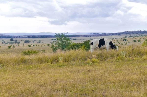 Une vache maculée noire et blanche broute sur fond de paysage naturel. — Photo