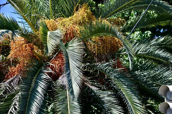 Date palm with many ripening fruits, dates. The crown of branches and foliage close-up, view from below. In summer, on a sunny day, near the traffic light.