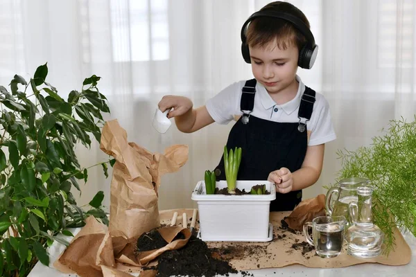 The boy is engaged of hyacinths, with a shovel in his hand looks at planted flower bulbs in a flower pot. — Stock Photo, Image