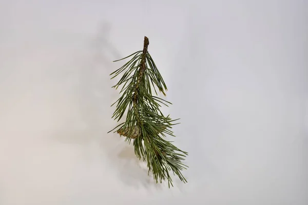 A branch of pine with two not blooming, closed cones. — Stock Photo, Image