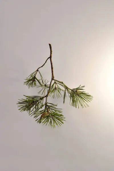 Branched pine branch with sparse needles and cones. — Stock Photo, Image