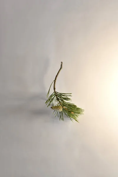 A branch of pine with one not blooming, closed cone and with a bare base. — Stock Photo, Image