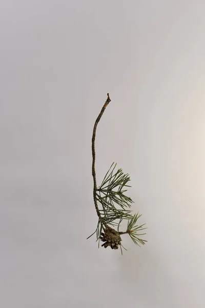 A branch of pine with one blooming, open cone, view from behind, at the point of attaching to the branch. — Stock Photo, Image