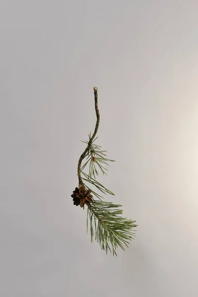 Branch Pine Curved One Blooming Open Cone Growing Bare Base — Stock Photo, Image