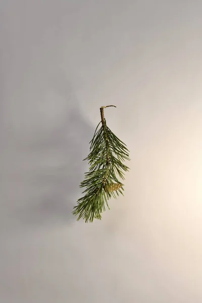 A branch of pine little thick fluffy with one not blooming, closed cone. — Stock Photo, Image