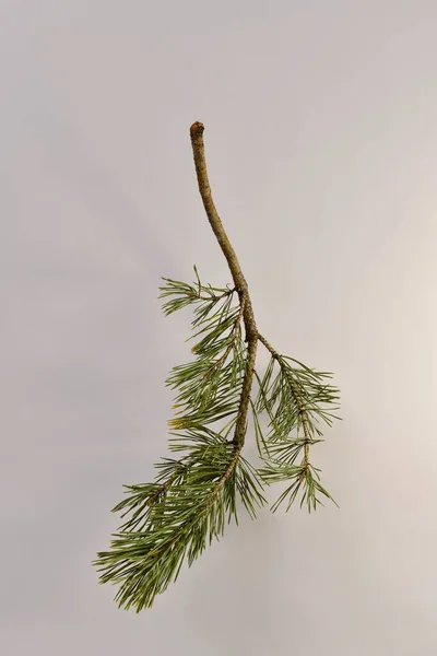 Branch Pine Smoothly Curved Needles Single Bright Background — Stock Photo, Image