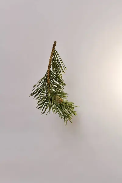 Branch Pine One Little Blooming Closed Cone Growing Shot Single — Stock Photo, Image