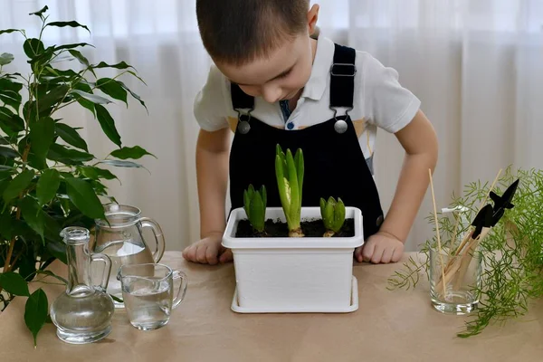 Child Home Situation Cleanliness Order Workplace Observes Growth Planted Bulbs — Stock Photo, Image