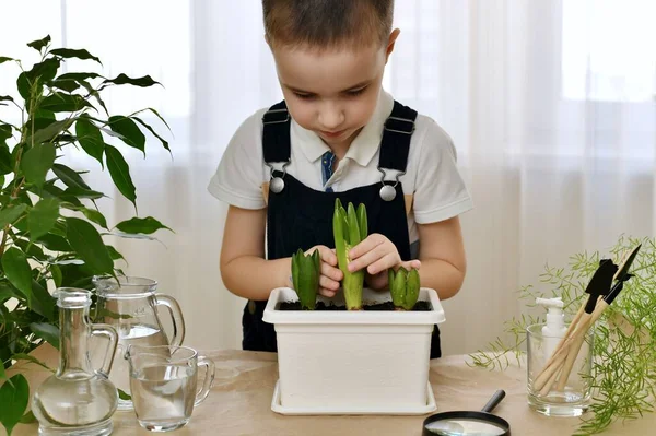 A child at home in a tidy workplace observes the growth of planted hyacinth bulbs. The boy, very carefully, took his fingers over the stems of the flower and peers inside into the flowering itself.