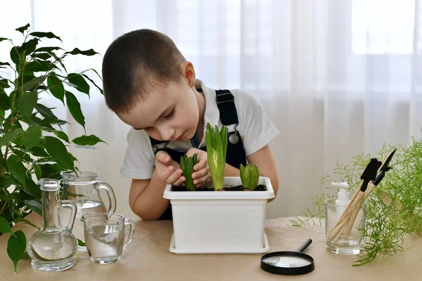 A child at home in a tidy workplace observes the growth of planted hyacinth bulbs. The boy, very carefully, with two palms hugs and looks closely at how the flower makes its way.