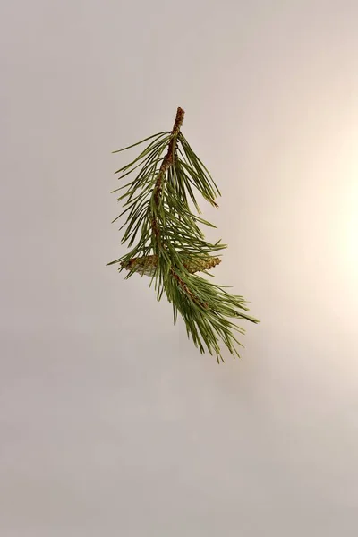 Branch Pine Two Blooming Closed Cone Growing Single Bright Background — Stock Photo, Image