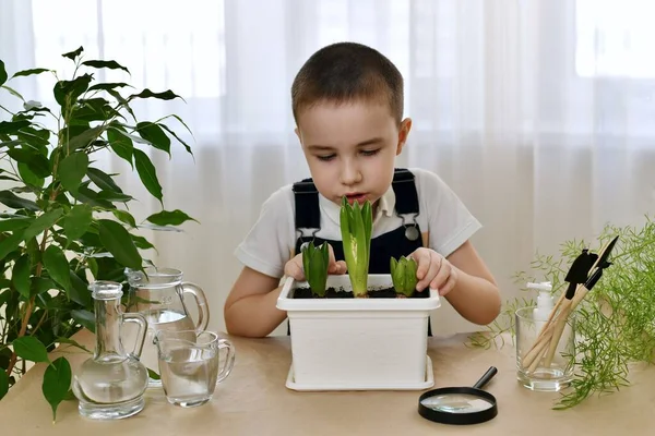 A child at home in a tidy workplace observes the growth of planted hyacinth bulbs. The boy, very carefully, touches the sprout and tells looking at the flowers.