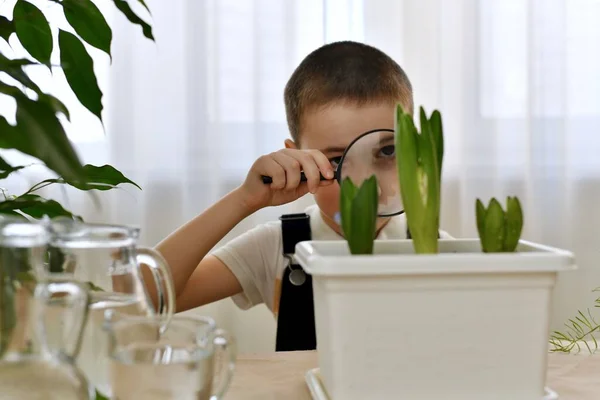 The child looks with interest through the magnifying glass at the blossoming flower. — Stock Photo, Image