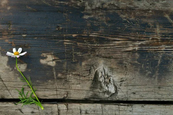 Flower Left Wooden Textured Background Partially Charred Surface Wide Horizontal — Stock Photo, Image